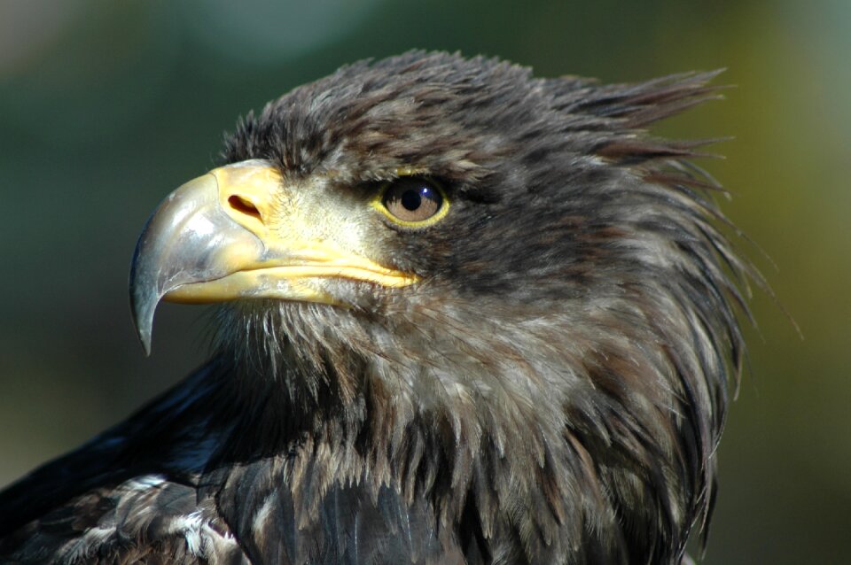 Eagle 9 raptor observing