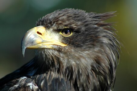 Eagle 9 raptor observing photo