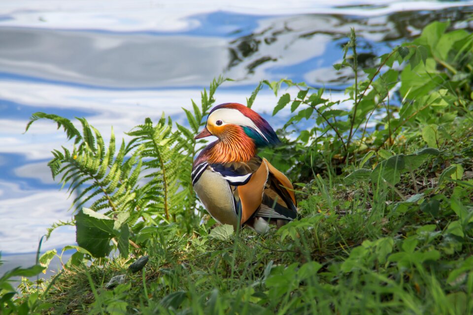 Animals birds duck mandarin duck