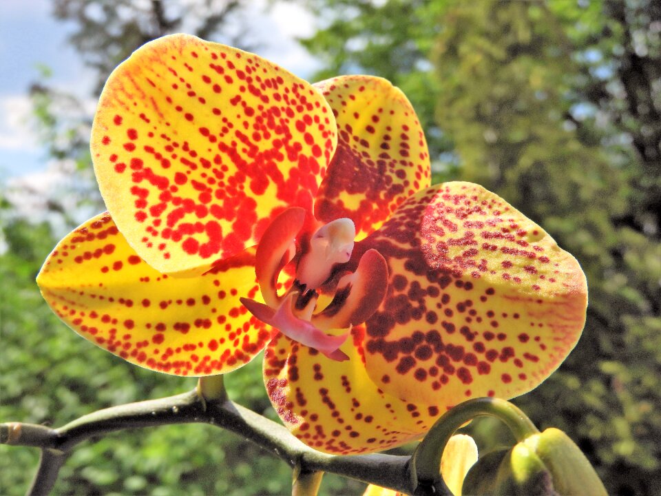 Bloom nature bloom