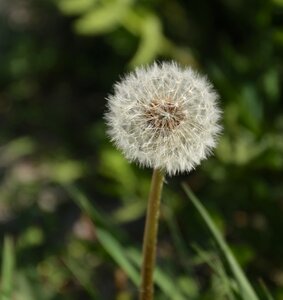 Wild plant seed position