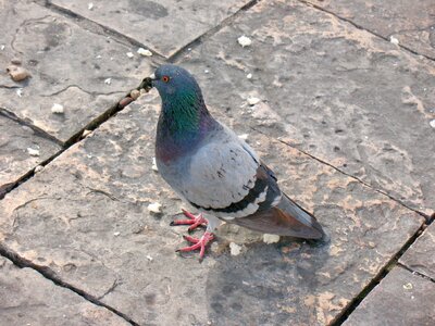 Animals pigeon photo