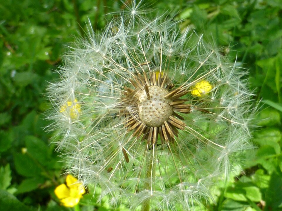 Dandelion faded umbrella