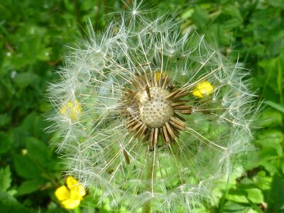 Dandelion faded umbrella