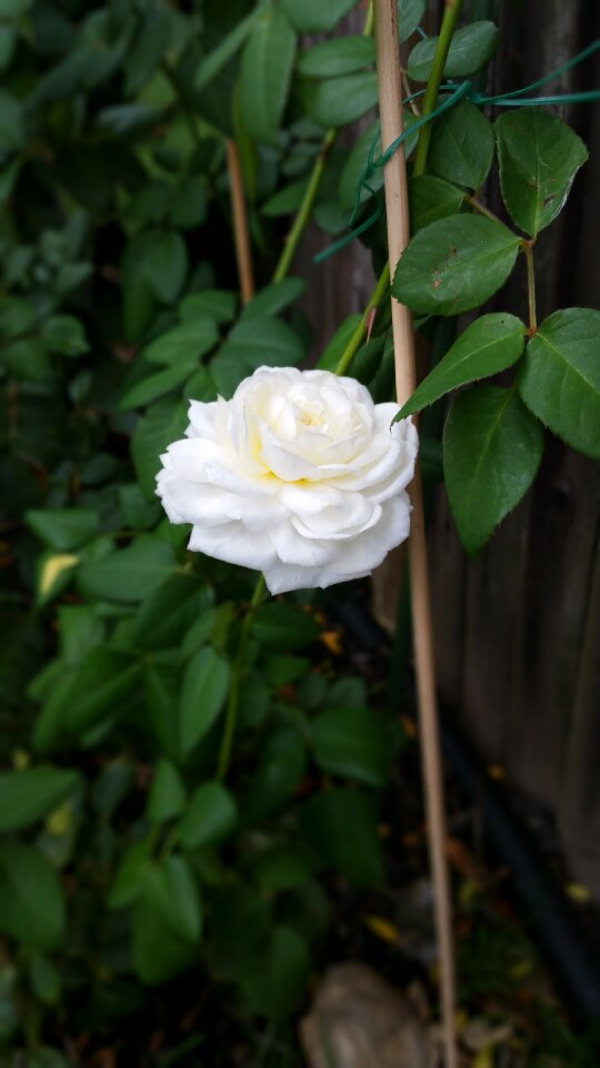 Blooming flower nature