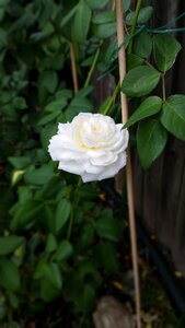 Blooming flower nature