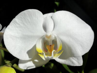 Orchid phalaenopsis white orchid photo