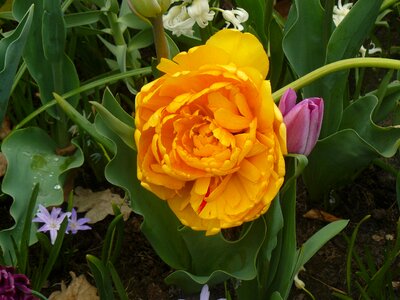 Rose yellow nature