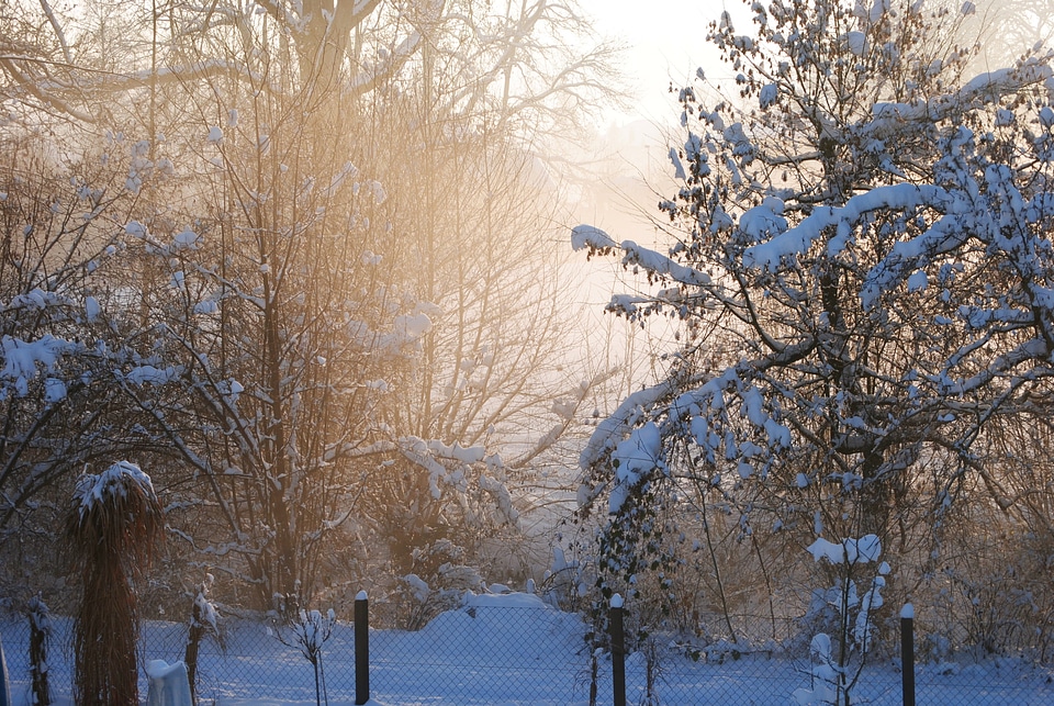 Frosty wintry bushes photo