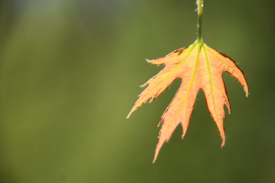 Leaf spring first leaves