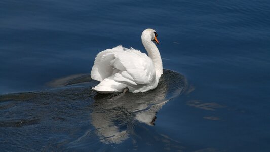 Animals birds swan