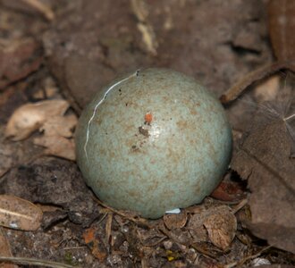 Bird nest egg photo