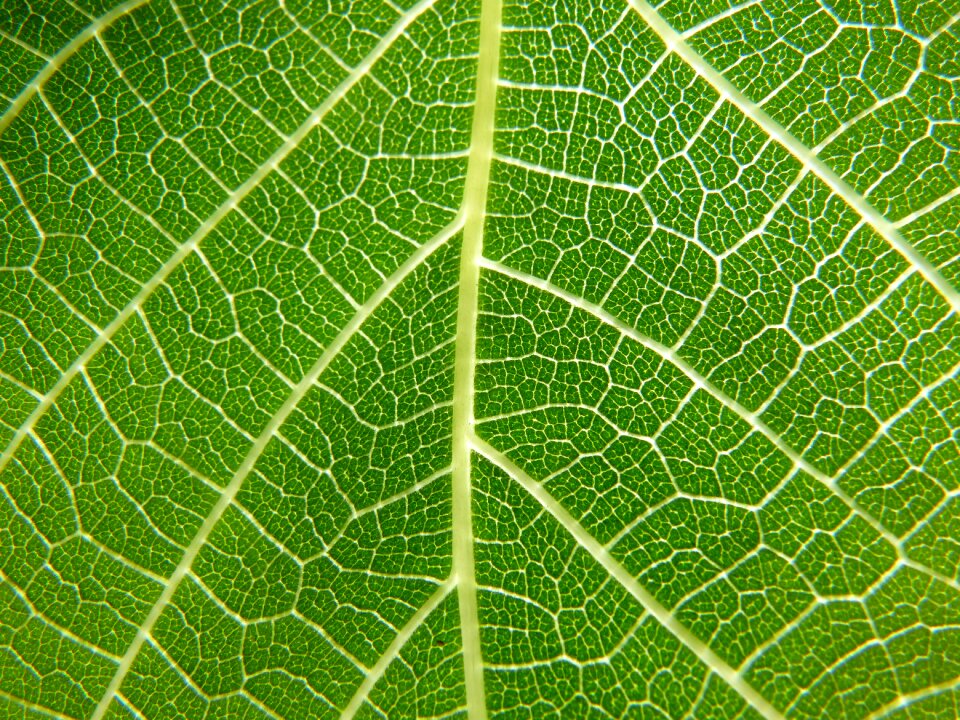 Fig tree ramifications translucent
