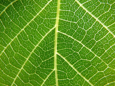 Fig tree ramifications translucent