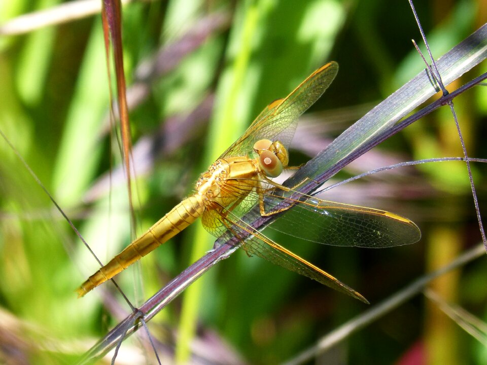 Sympetrum meridionale leaf wetland