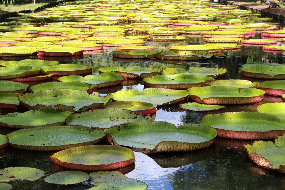 Mauritius aquatic plant water lily