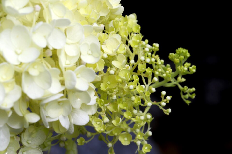 Flowers hydrangea landscape