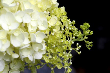 Flowers hydrangea landscape