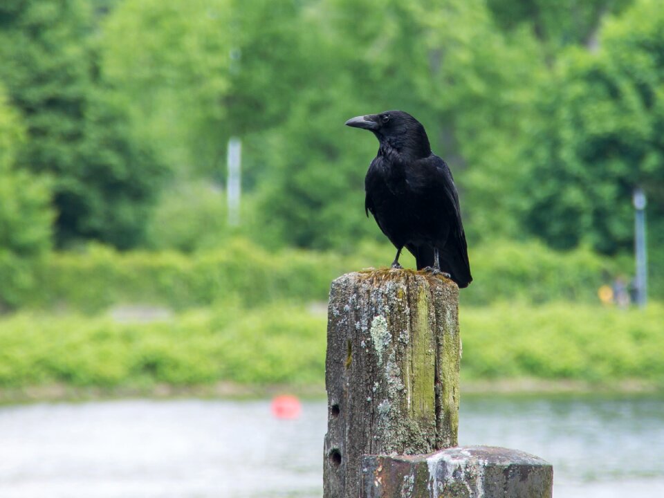 Animals birds crow