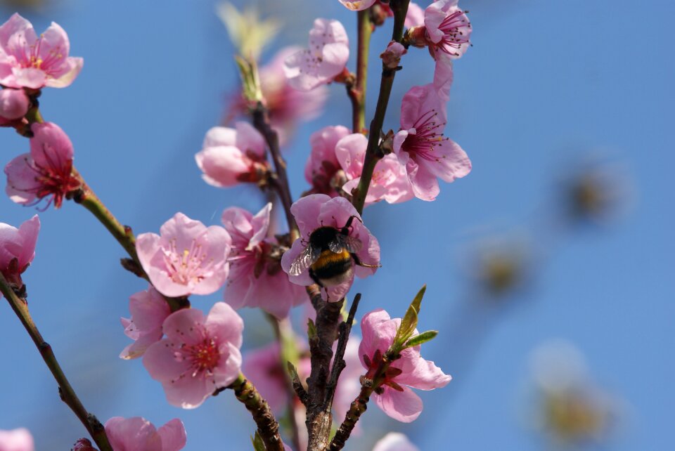 Bourdon flower sin