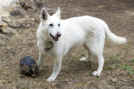 Animals white devotion