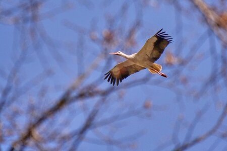Sky flying bird