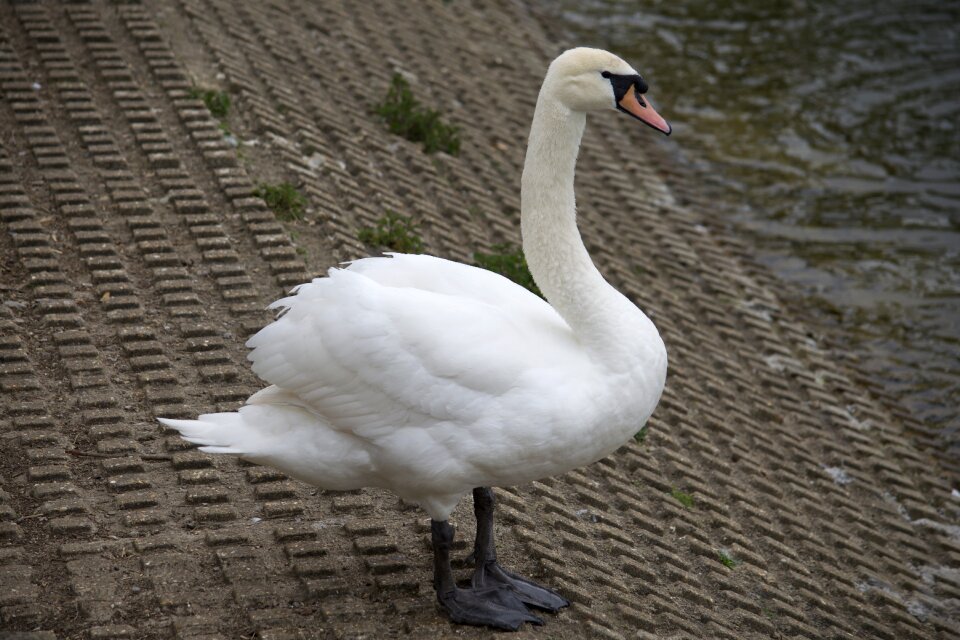 White wildlife animal