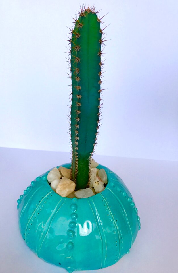 Thorn succulent summer