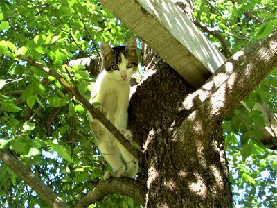 Cute nature furry