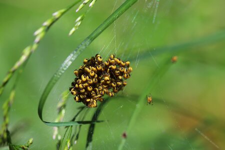 Baby spiders garden cross spider young spiders