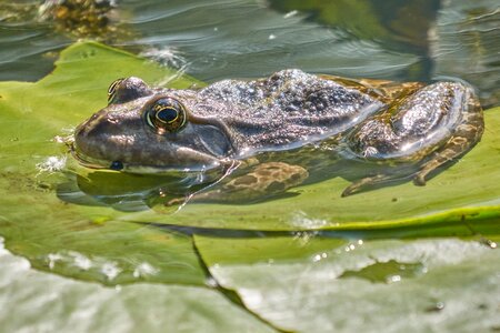 Tree frog pond frog pond photo