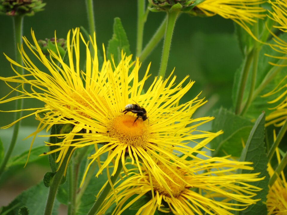 Flower dandelion