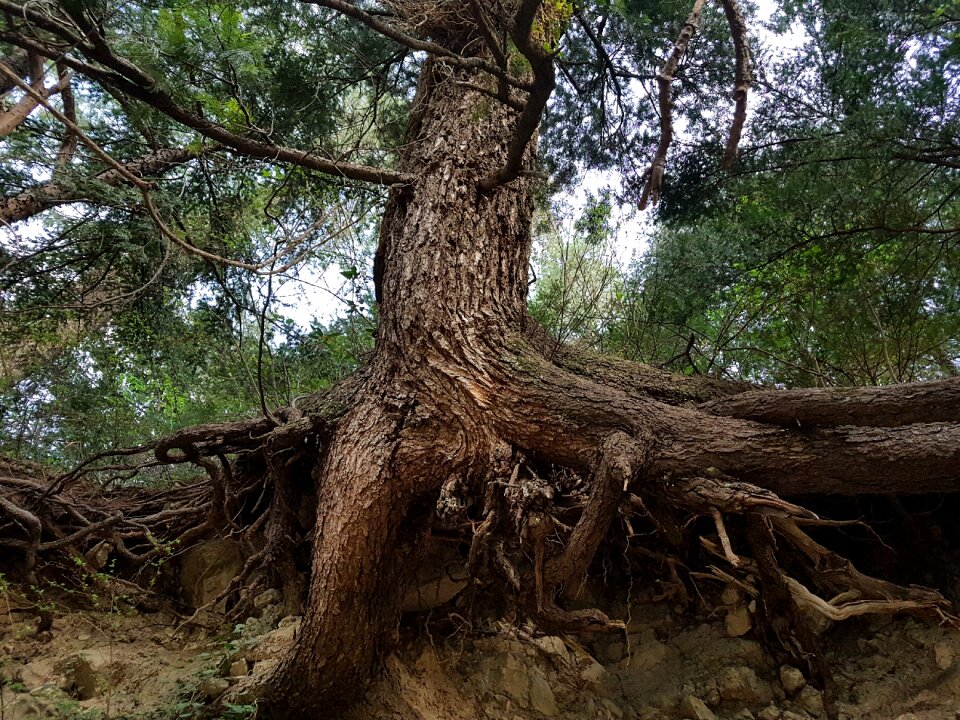 Life tree