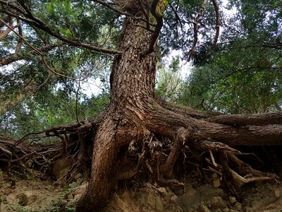 Life tree