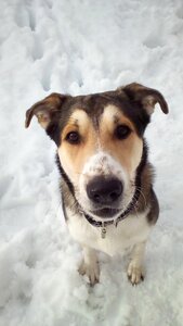 Winter animal head