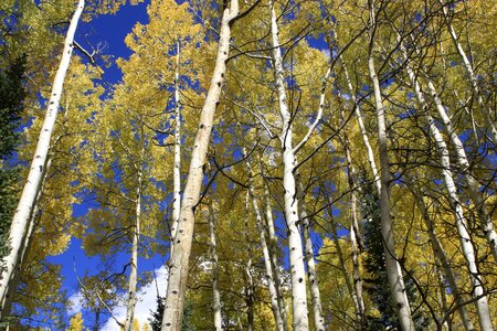 Wilderness scenic