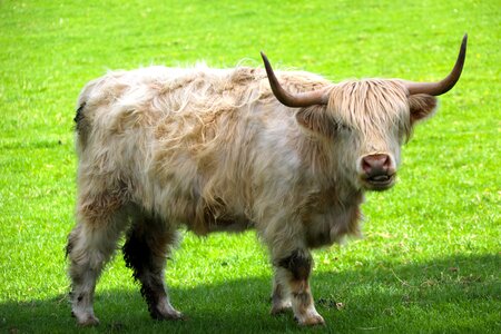 Agriculture scotland livestock