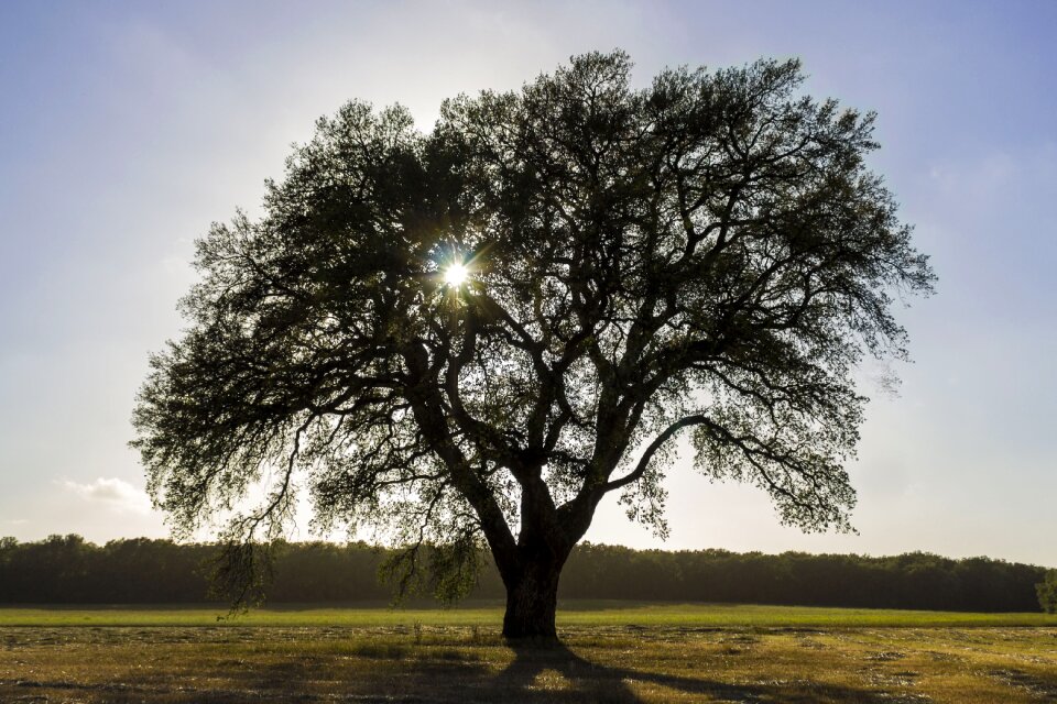 Trees nature ray