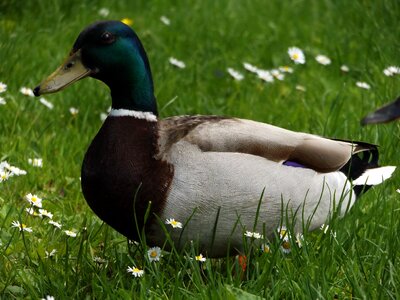 Green mallard animals