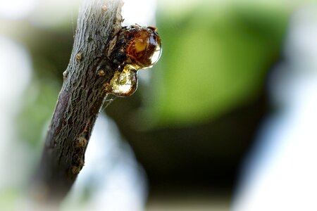 Macro bud sap
