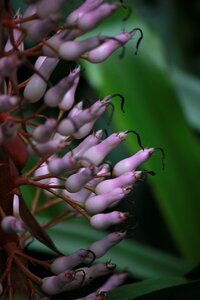 Jungle exotic foliage