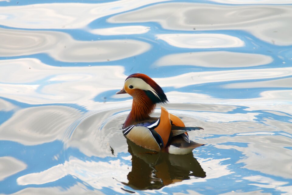 Animals birds duck mandarin duck