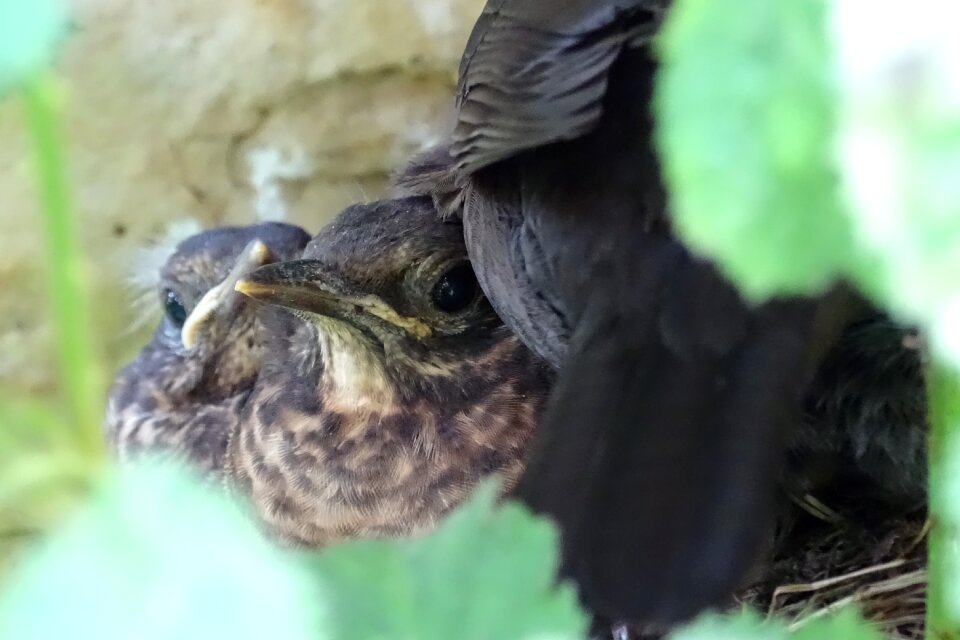 Nest bird's nest young