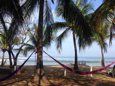Palms hammock sand photo
