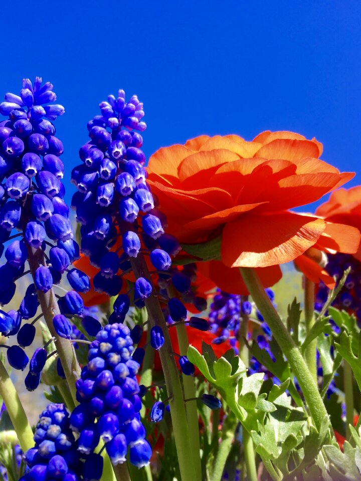Orange garden bloom