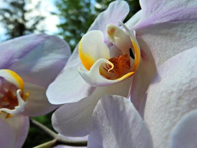 Bloom nature bloom
