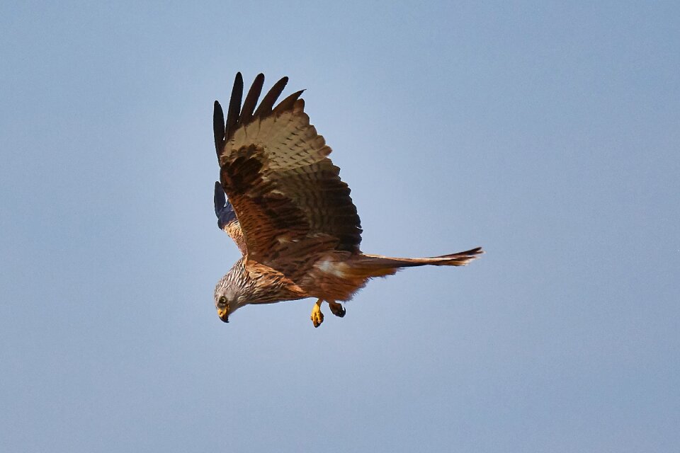 Bird bird of prey nature