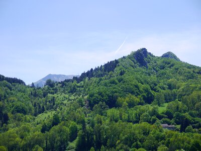 Tree summer hiking photo