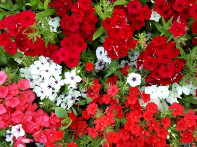 Mini perpetual flower garden small blossoms