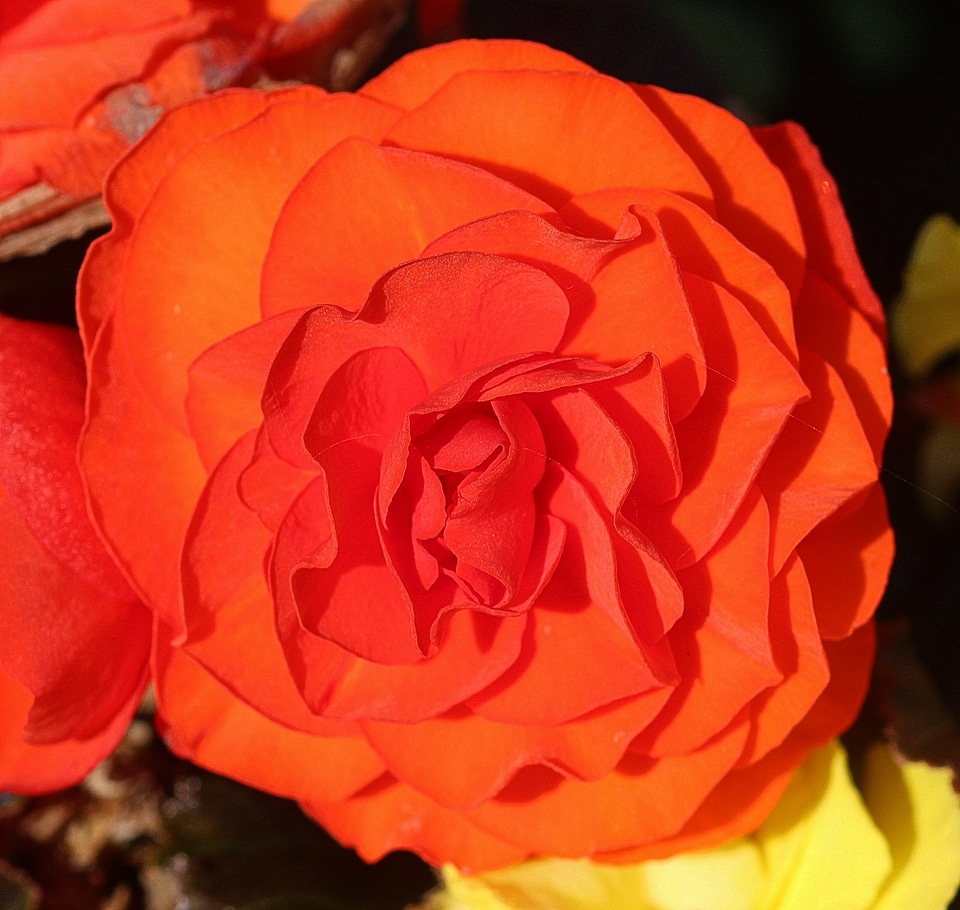 Ornamental plant flowers blossom